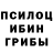 Псилоцибиновые грибы Psilocybine cubensis Bernard R